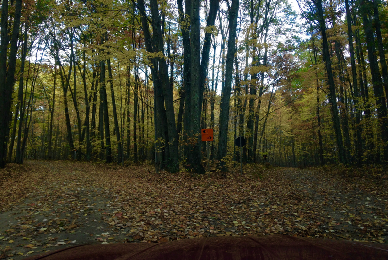 Illustration for article titled Dusty isn't the only one sliding in the woods.